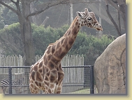 Zoo-Dec2013 (8) * 4896 x 3672 * (6.28MB)